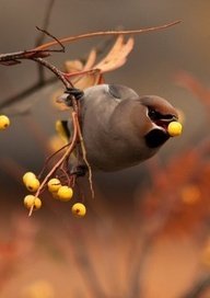 Autumn bird for my Pin-spiration