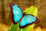 Butterfly-blueMorphoZ